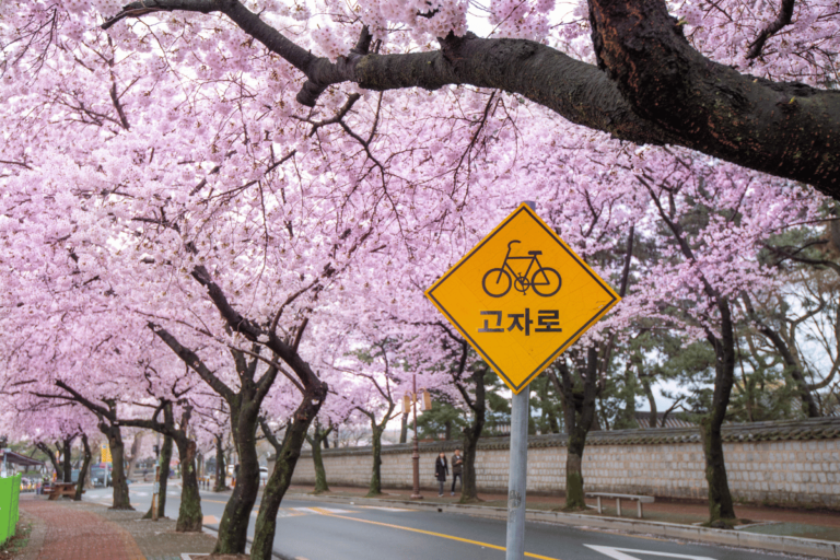 Caminhe entre Flores de Cerejeiras: Aventuras Inesquecíveis da Primavera na Coreia do Sul